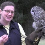 barred owl spiritual meaning