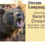 brown bear spiritual meaning