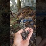 california scrub jay spiritual meaning