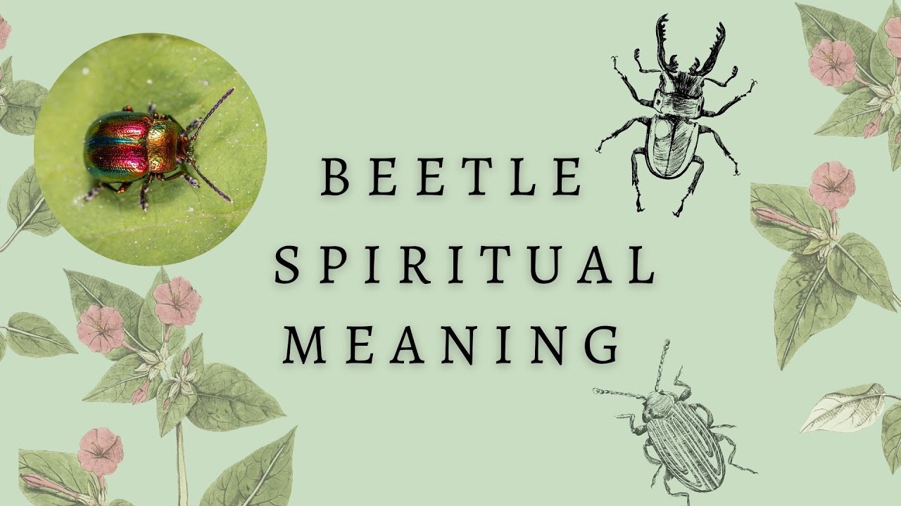carpet beetle spiritual meaning