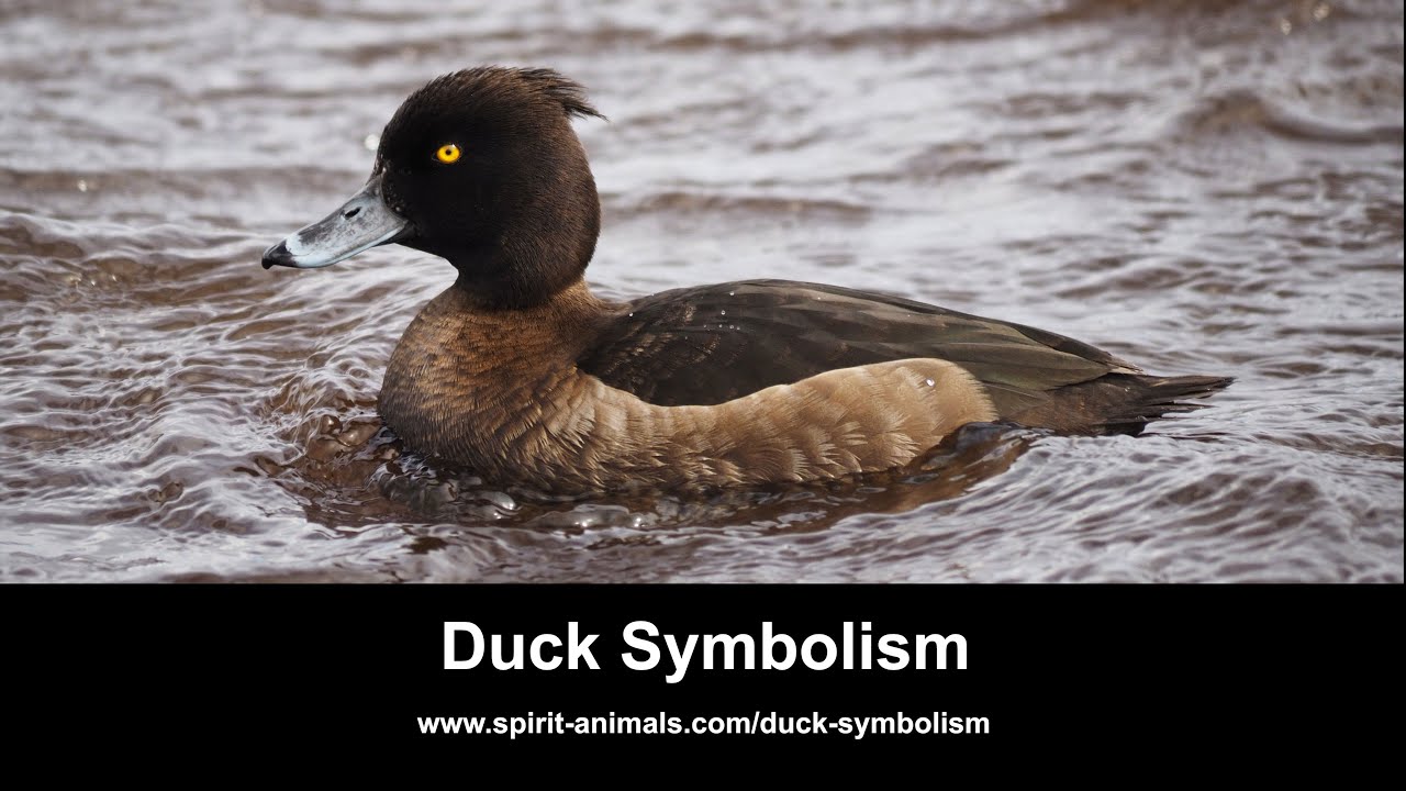 duckling spiritual meaning