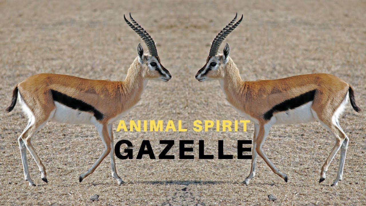 gazelle spiritual meaning