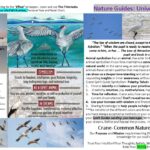 grey crane spiritual meaning