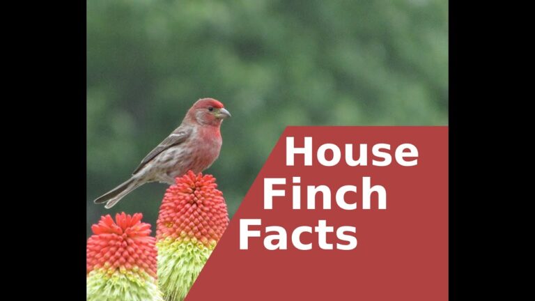 house finch bird spiritual meaning