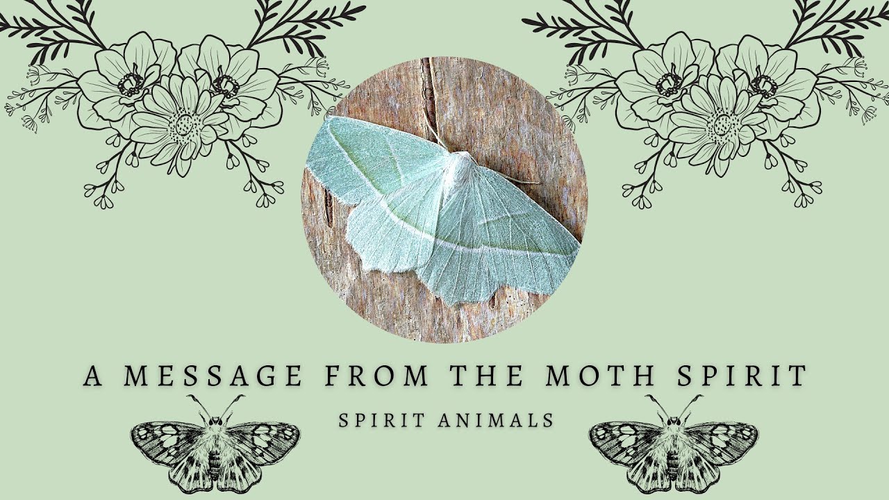 imperial moth spiritual meaning