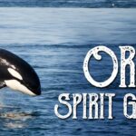 killer whale spiritual meaning