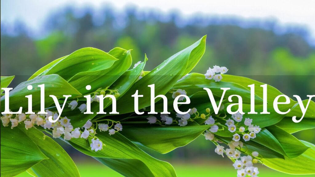 The Spiritual Meaning of Lily of the Valley: Explained - Spiritual Meaning