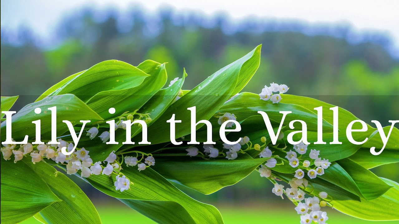 lily of the valley spiritual meaning
