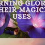 morning glory flower spiritual meaning