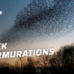 murmuration spiritual meaning