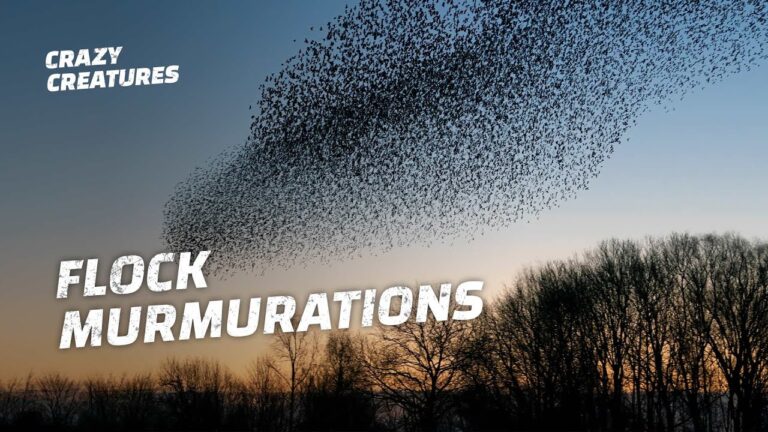 murmuration spiritual meaning