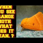 orange moth spiritual meaning