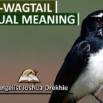 pied wagtail spiritual meaning