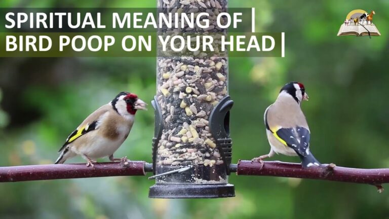 purple bird poop spiritual meaning