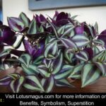 purple heart plant spiritual meaning