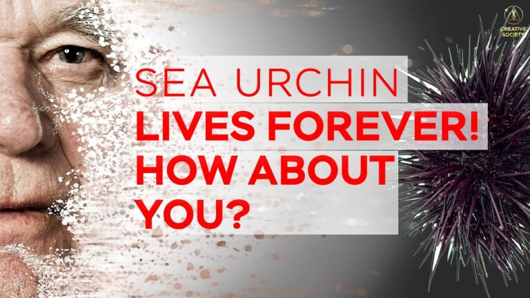sea urchin spiritual meaning