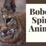 seeing a bobcat spiritual meaning