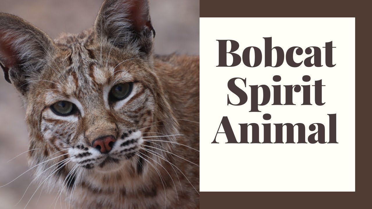 spiritual meaning of a bobcat crossing your path