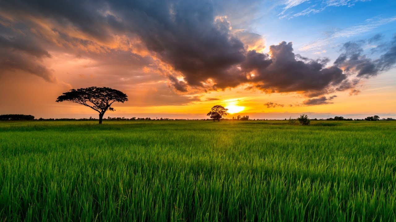spiritual meaning of acacia tree