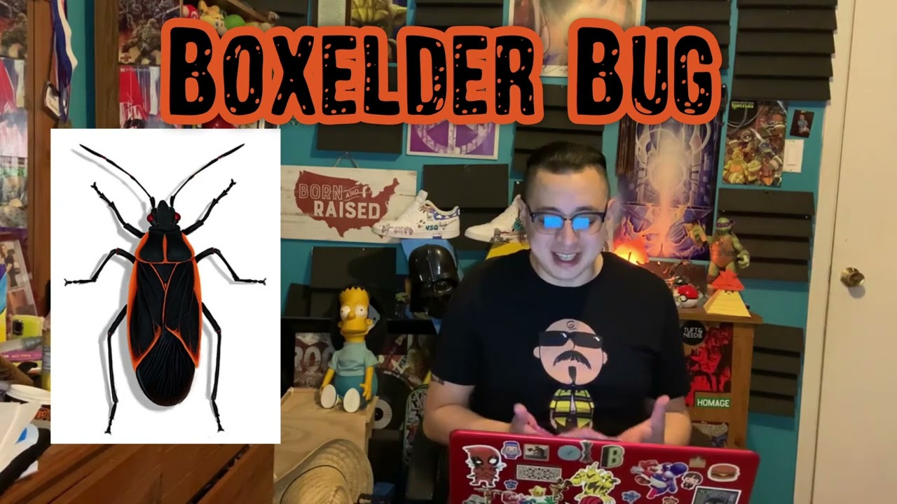 spiritual meaning of box elder bug