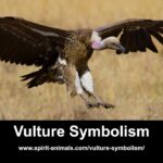 spiritual meaning of buzzard