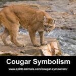 spiritual meaning of cougar