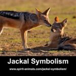 spiritual meaning of jackal