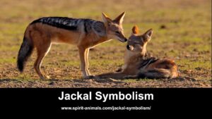 The Spiritual Meaning of Jackal: Unveiling its Symbolism - Spiritual