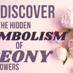 spiritual meaning of peonies