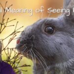 spiritual meaning of seeing a bunny