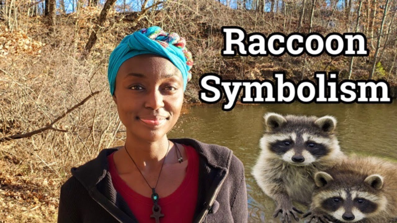 spiritual meaning of seeing a raccoon during the day