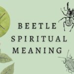 ten lined june beetle spiritual meaning