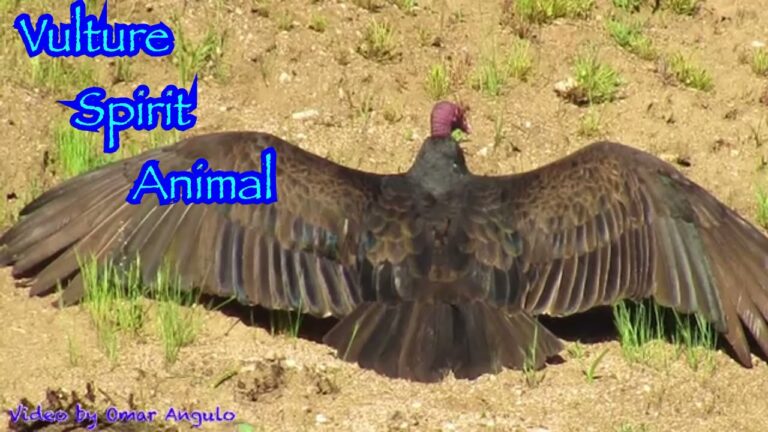 turkey buzzard spiritual meaning