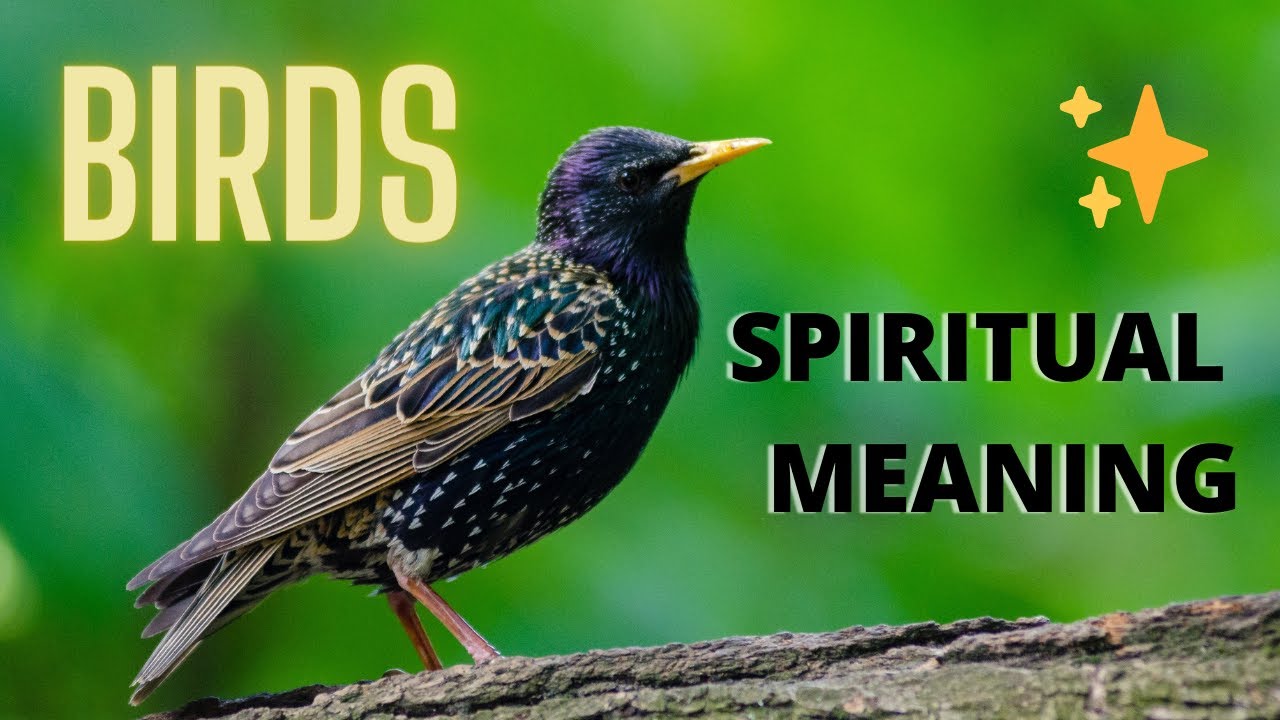 what do birds mean spiritually
