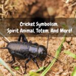 what does crickets mean spiritually