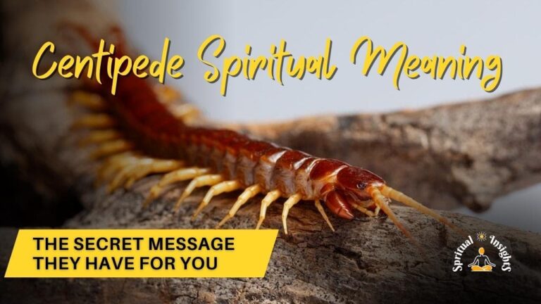 what does seeing a centipede mean spiritually
